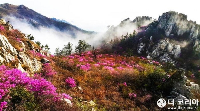 4월 명품숲 강진 주작산 핑크빛 철쭉.jpg