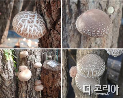 장흥군버섯산업硏, 표고버섯 신품종 명칭 공모전 개최 1.jpg