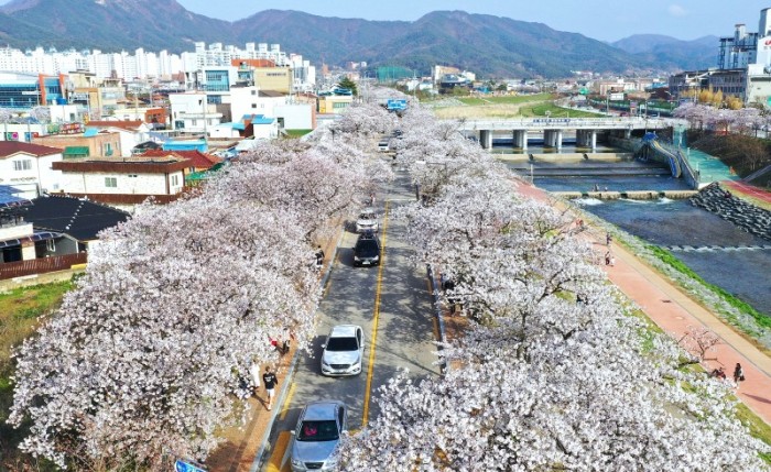 0320 [기획보도]“벚꽃으로 물든 정읍” 3월 28일~4월 1일 벚꽃축제 개최 (3).jpg