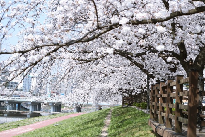 0320 [기획보도]“벚꽃으로 물든 정읍” 3월 28일~4월 1일 벚꽃축제 개최 (12).jpg