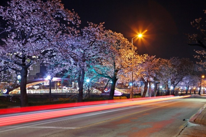 0320 [기획보도]“벚꽃으로 물든 정읍” 3월 28일~4월 1일 벚꽃축제 개최 (13).jpg