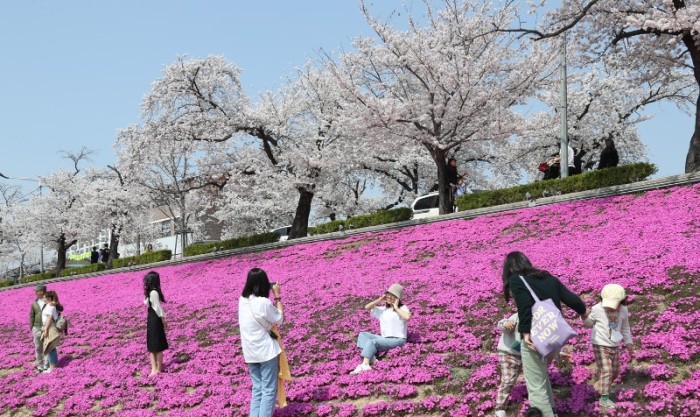 0320 [기획보도]“벚꽃으로 물든 정읍” 3월 28일~4월 1일 벚꽃축제 개최 (14).jpg