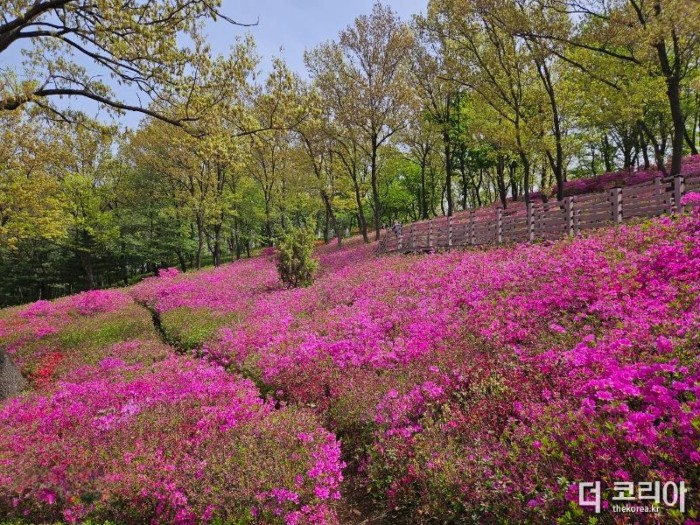 4-1. 부천시 고강선사유적공원 철쭉동산 모습.jpg