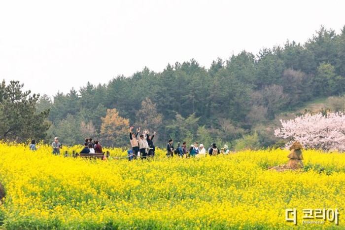 [크기변환]청산도 유채꽃길에서 봄을 만끽하는 관광객들.JPG