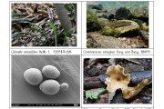 한반도 서식 확인 생물 6만종 넘어…참쉬리·신안새우난초 등 발견