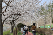 (재)화순군문화관광재단, 「벚꽃이 있는 날」 행사 개최 성료