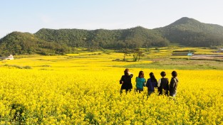 [기획] 섬진강벚꽃길·불갑사·관매도·함평천지길 등 꽃내음 가득한 남도 '인기'