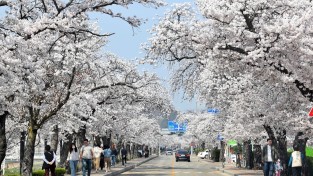 [기획] “벚꽃으로 물든 정읍” 3월 28일~4월 1일 벚꽃축제 개최