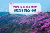 분홍빛 꽃 물결이 장관인 진달래 명소 4곳