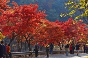 가을 단풍 즐겨요…안양시, 서울대 관악수목원 26일간 시범 개방