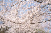 [기획] 사계절 아름다운 꽃섬 거제, 봄이 활짝