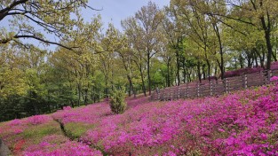 부천시 고강선사유적공원 내 철쭉동산 진분홍 물결
