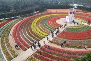 신안군 ‘2024 섬 튤립 축제’ 성공 개최