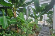 서울에서도 바나나가 열려요! 관악구‘강감찬도시농업센터 바나나 수확 풍년’