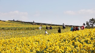 신안군 ‘2024 섬 수선화 축제’ 다가오는 2백만 송이의 봄꽃 향연
