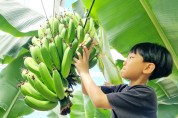 함평 나비대축제 바나나에 반한 아이들
