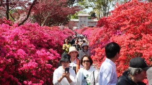 전국 관광객 17만명 강진 봄꽃축제 온전히 즐겼다