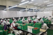 담양 딸기, 아시아 전역으로 수출길 넓힌다