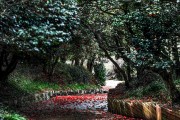 광양시, 봄을 잉태한 옥룡사 동백나무숲에서 사색여행