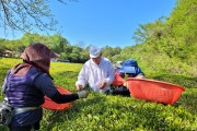전남도, 5월의 친환경 농산물에 보성 유기농 녹차