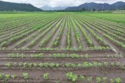강진군, ‘콩’ 농작물 재해보험, 8월 18일까지 가입 당부