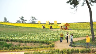 신안군 “섬 수선화 축제” 성황리 마무리