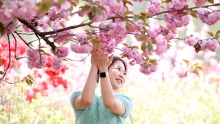 완산공원 꽃동산, 봄꽃·봄기운 ‘가득’