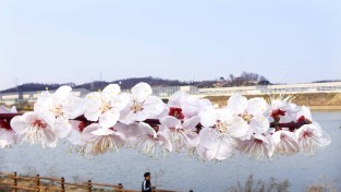 K-시흥시-은계호수, 오난산에 일렁이는 봄꽃 물결