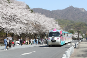 서울대공원 벚꽃축제 개최.. 꽃비 내리는 벚꽃길 함께 걸어요
